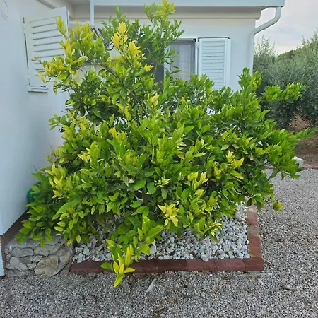 Semesterbostad Pinta Vodice